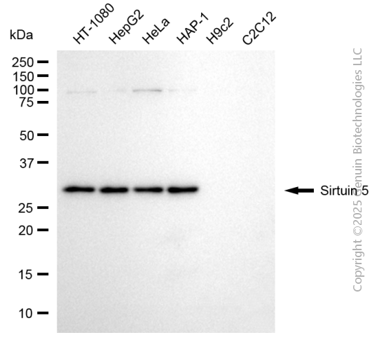 KD-Validated Anti-Sirtuin 5 Mouse Monoclonal Antibody ABG2080