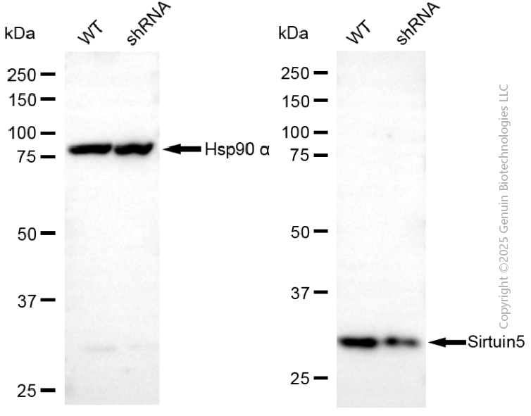 KD-Validated Anti-Sirtuin 5 Mouse Monoclonal Antibody ABG2080