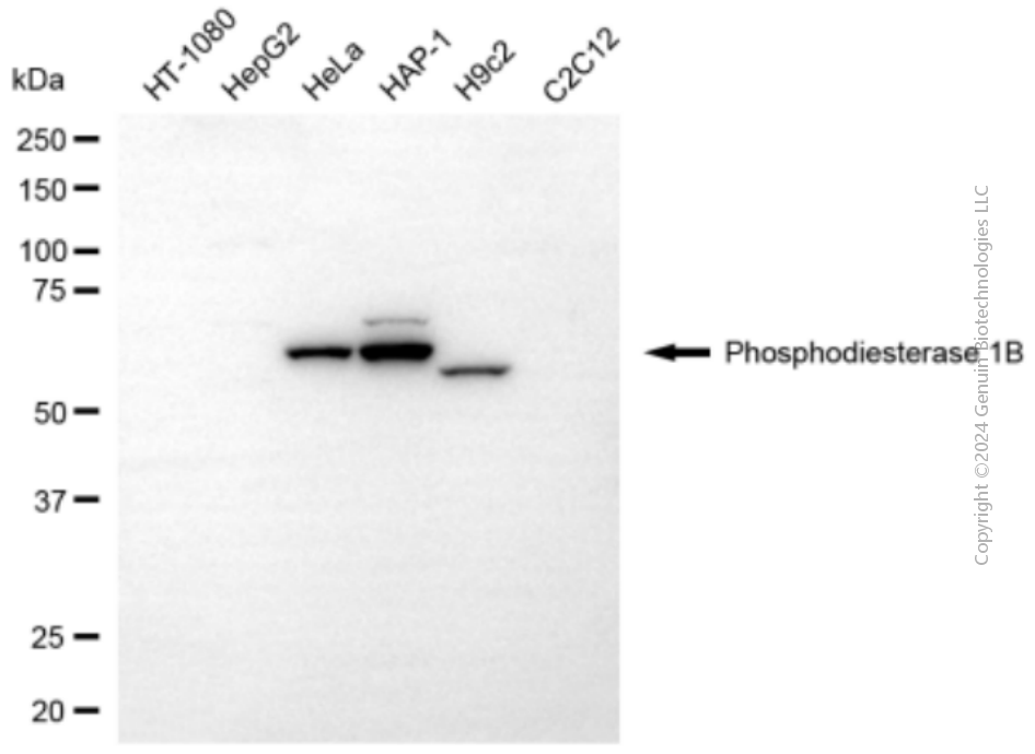 KD-Validated Anti-PDE1B Mouse Monoclonal Antibody ABG2081