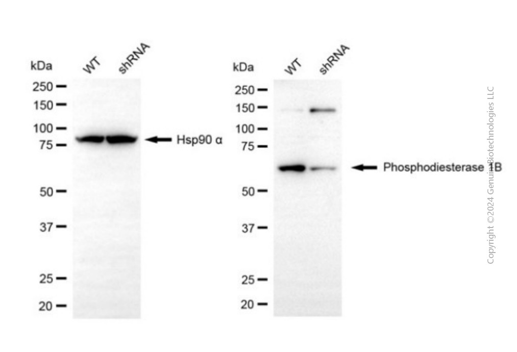 KD-Validated Anti-PDE1B Mouse Monoclonal Antibody ABG2081