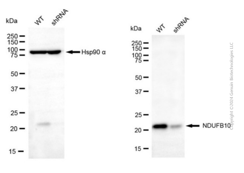 KD-Validated Anti-NDUFB10 Mouse Monoclonal Antibody ABG2082
