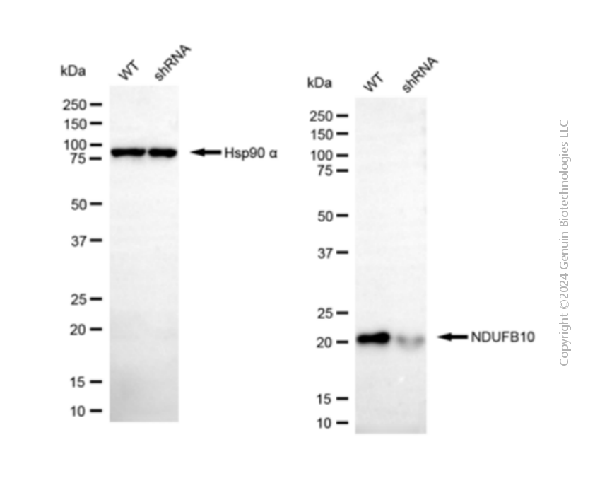 KD-Validated Anti-NDUFB10 Mouse Monoclonal Antibody ABG2083