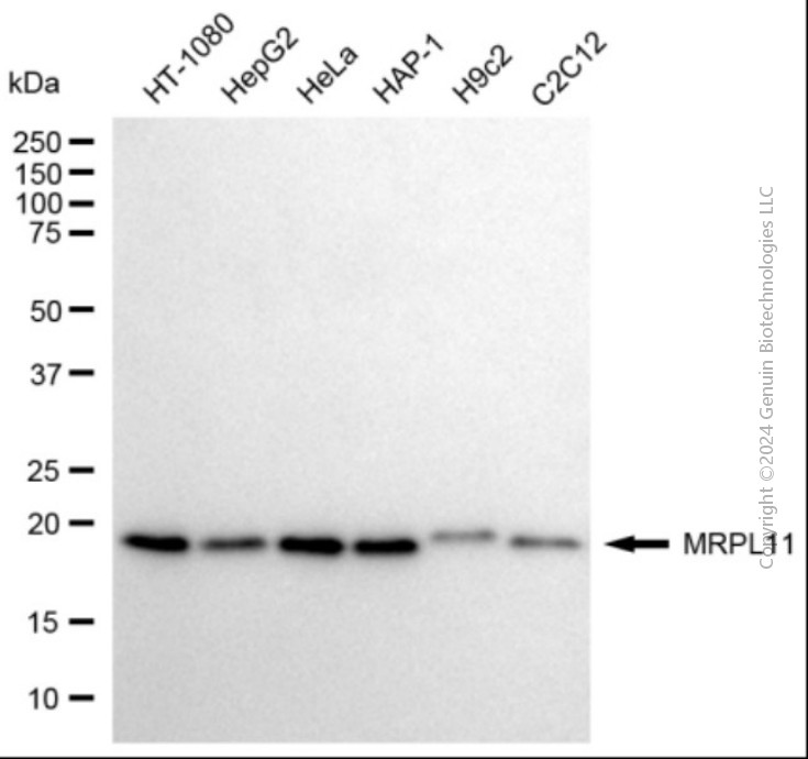 KD-Validated Anti-MRPL11 Mouse Monoclonal Antibody ABG2084