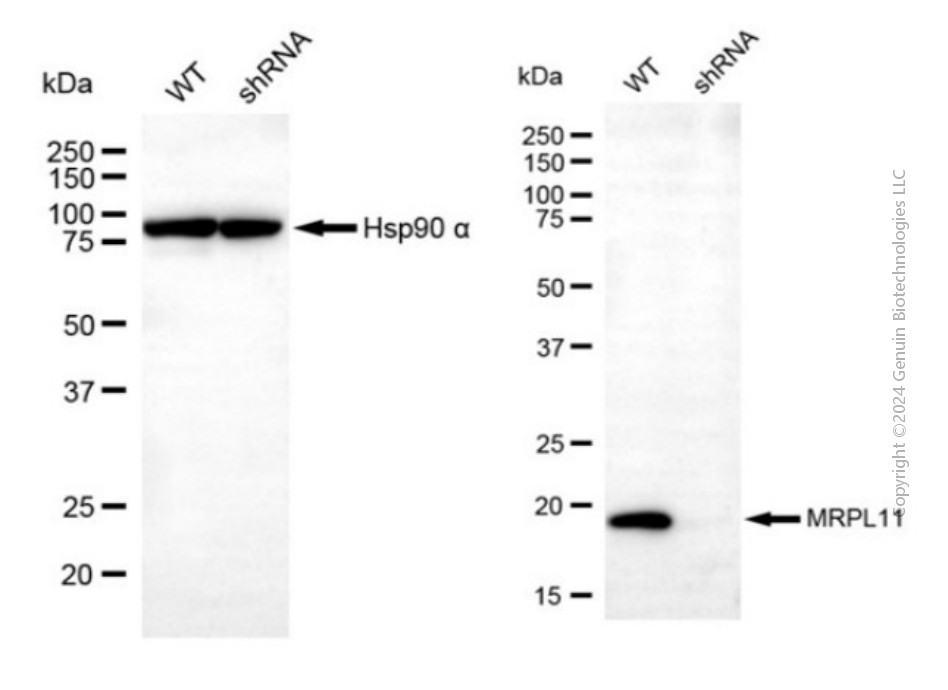 KD-Validated Anti-MRPL11 Mouse Monoclonal Antibody ABG2084