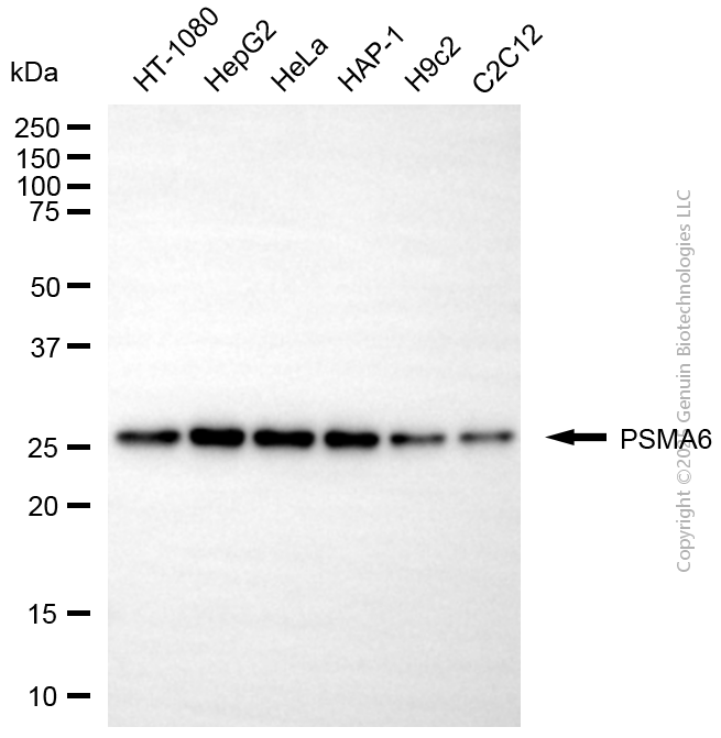 KD-Validated Anti-PSMA6 Mouse Monoclonal Antibody ABG2085