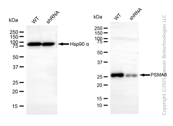KD-Validated Anti-PSMA6 Mouse Monoclonal Antibody ABG2085