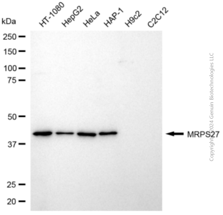 KD-Validated Anti-MRPS27 Mouse Monoclonal Antibody ABG2086