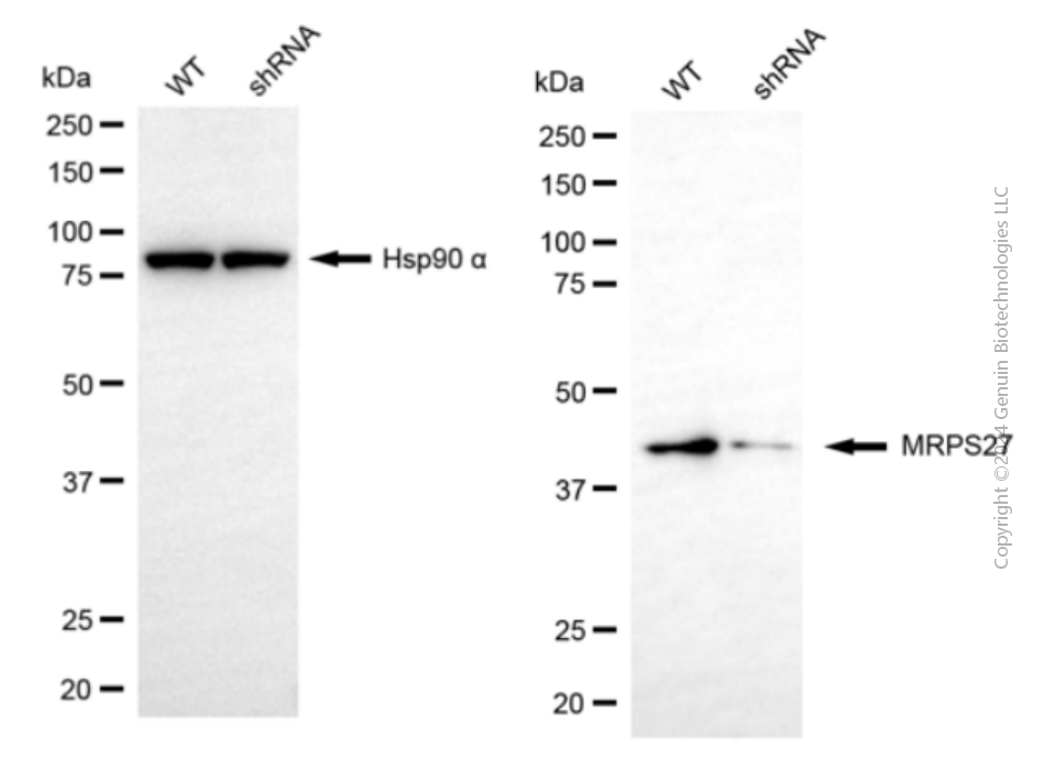 KD-Validated Anti-MRPS27 Mouse Monoclonal Antibody ABG2086