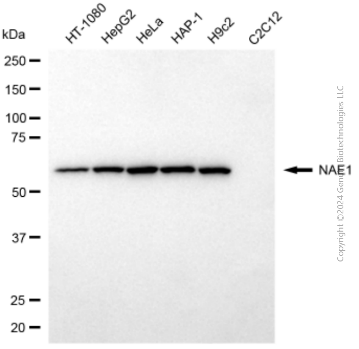 KD-Validated Anti-NAE1 Mouse Monoclonal Antibody ABG2087