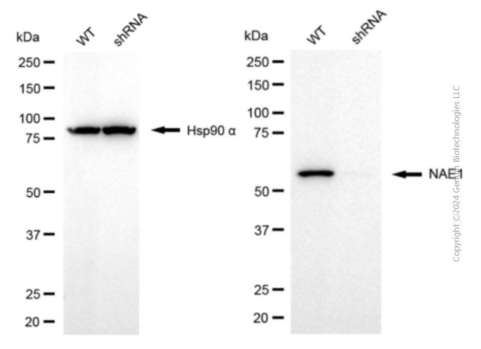 KD-Validated Anti-NAE1 Mouse Monoclonal Antibody ABG2087