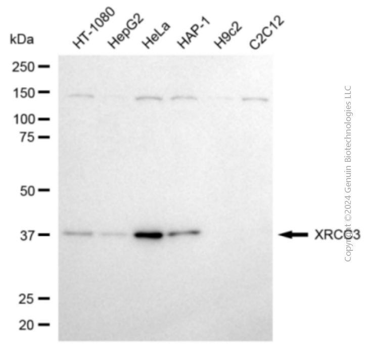 KD-Validated Anti-XRCC3 Mouse Monoclonal Antibody ABG2088