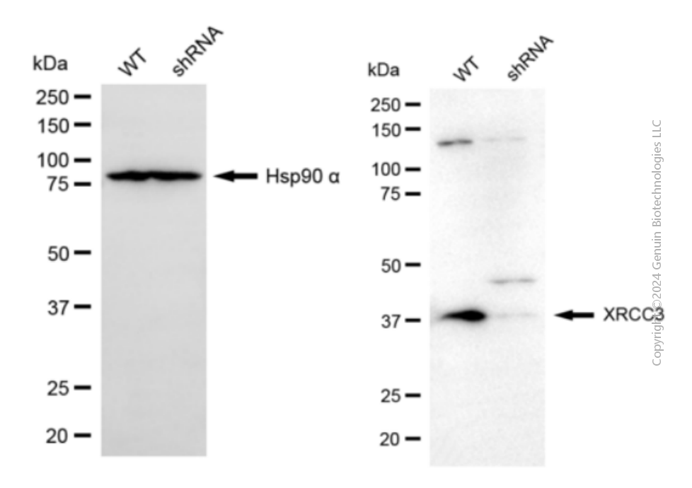 KD-Validated Anti-XRCC3 Mouse Monoclonal Antibody ABG2088