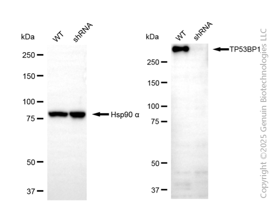 KD-Validated Anti-TP53BP1 Mouse Monoclonal Antibody ABG2089