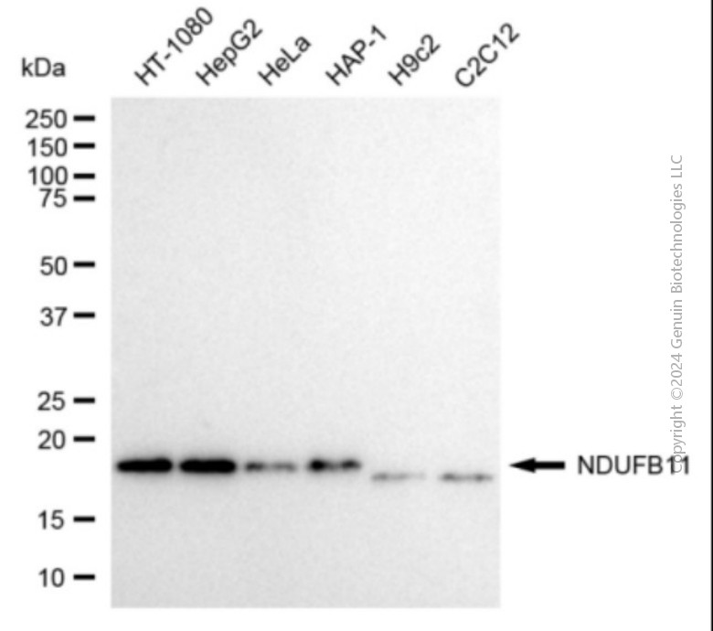 KD-Validated Anti-NDUFB11 Mouse Monoclonal Antibody ABG2090