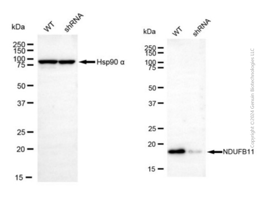 KD-Validated Anti-NDUFB11 Mouse Monoclonal Antibody ABG2090