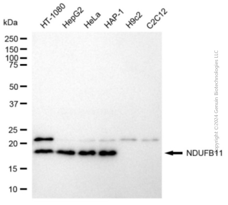 KD-Validated Anti-NDUFB11 Mouse Monoclonal Antibody ABG2091