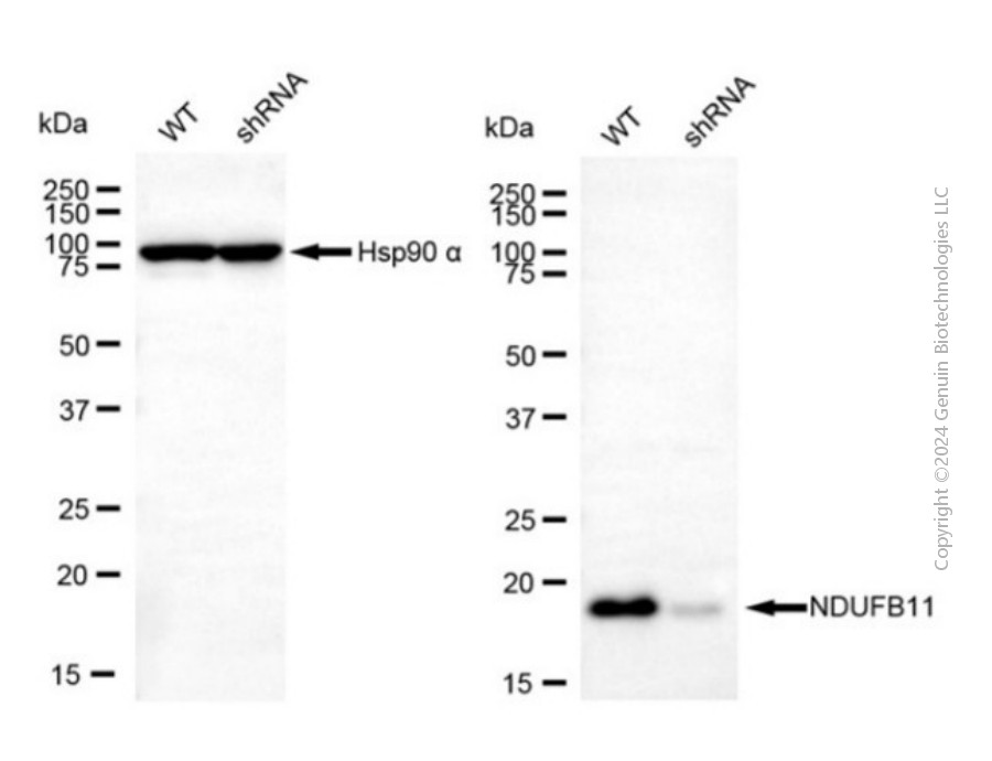 KD-Validated Anti-NDUFB11 Mouse Monoclonal Antibody ABG2091