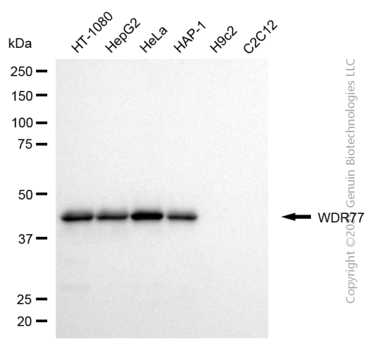 KD-Validated Anti-WD Repeat Domain 77 Mouse Monoclonal Antibody ABG2092