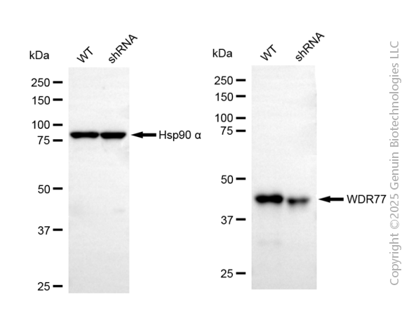 KD-Validated Anti-WD Repeat Domain 77 Mouse Monoclonal Antibody ABG2092