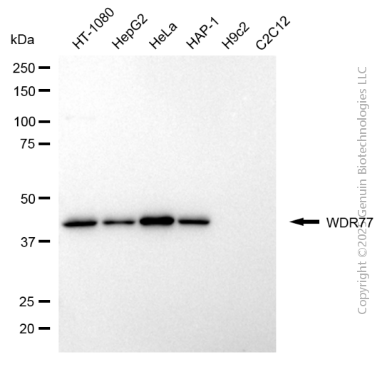 KD-Validated Anti-WD Repeat Domain 77 Mouse Monoclonal Antibody ABG2093