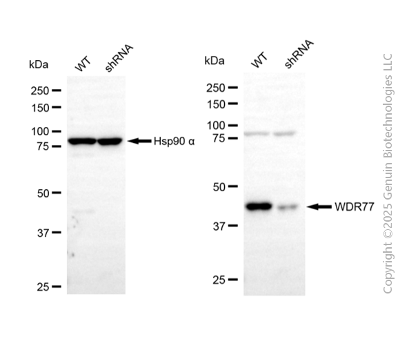 KD-Validated Anti-WD Repeat Domain 77 Mouse Monoclonal Antibody ABG2093