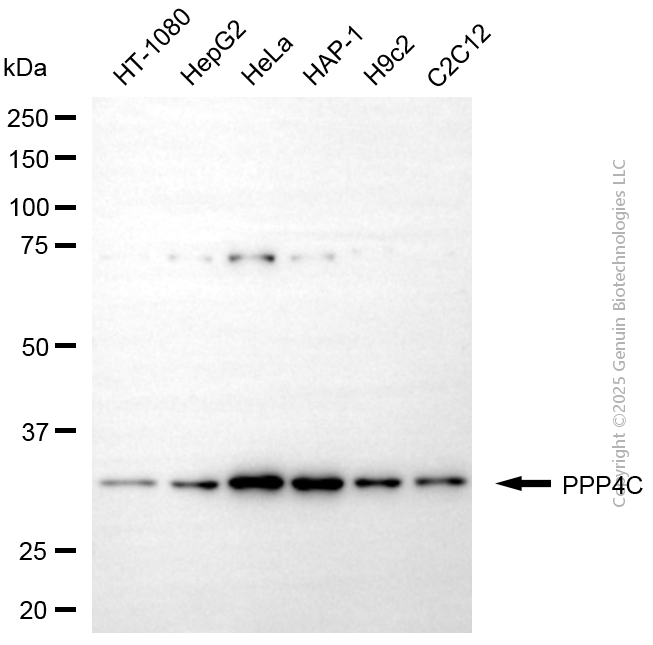 KD-Validated Anti-PPP4C Mouse Monoclonal Antibody ABG2094