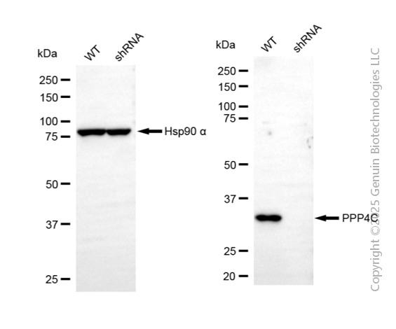 KD-Validated Anti-PPP4C Mouse Monoclonal Antibody ABG2094
