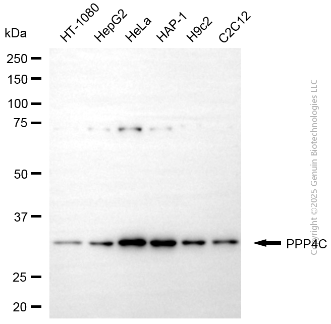 KD-Validated Anti-PPP4C Mouse Monoclonal Antibody ABG2095