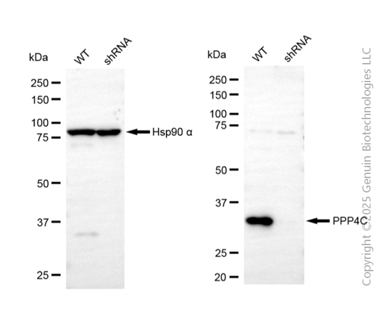 KD-Validated Anti-PPP4C Mouse Monoclonal Antibody ABG2095