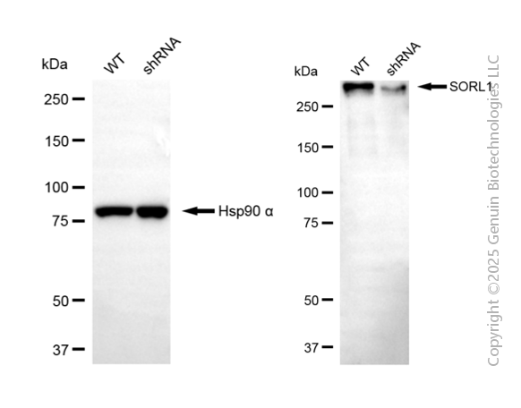 KD-Validated Anti-SORL1 Mouse Monoclonal Antibody ABG2096