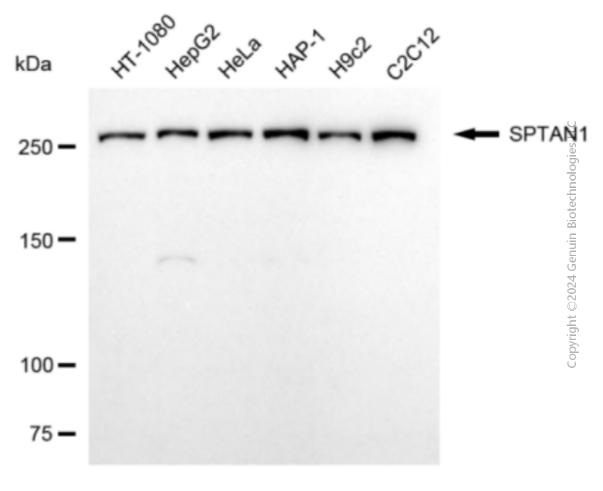 KD-Validated Anti-SPTAN1 Mouse Monoclonal Antibody ABG2097
