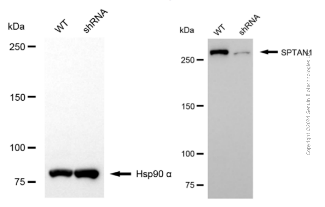 KD-Validated Anti-SPTAN1 Mouse Monoclonal Antibody ABG2097