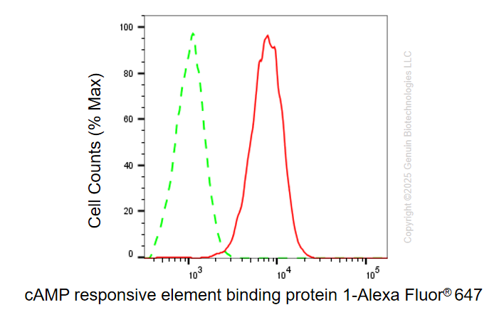 KD-Validated Anti-CREB1 Mouse Monoclonal Antibody ABG2098