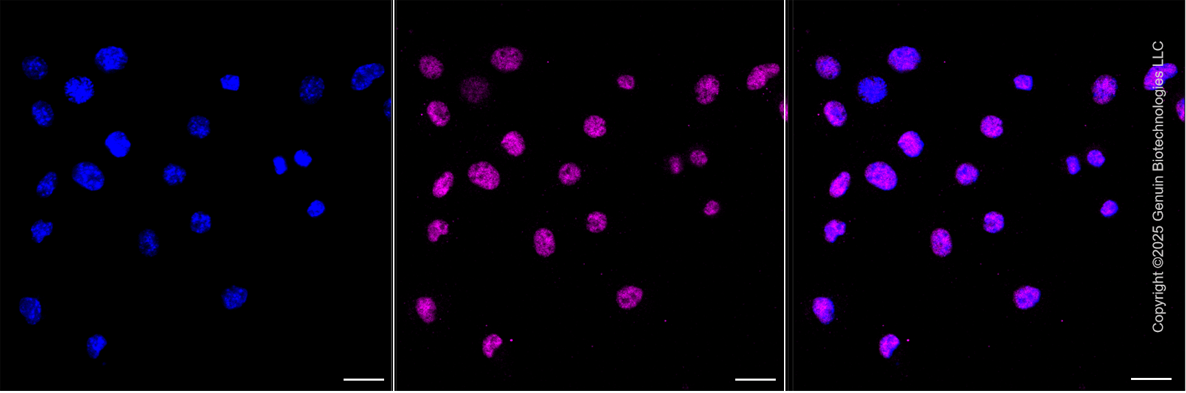 KD-Validated Anti-CREB1 Mouse Monoclonal Antibody ABG2098