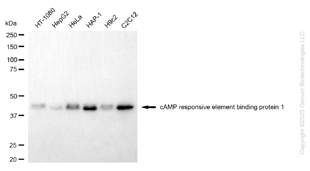 KD-Validated Anti-CREB1 Mouse Monoclonal Antibody ABG2098