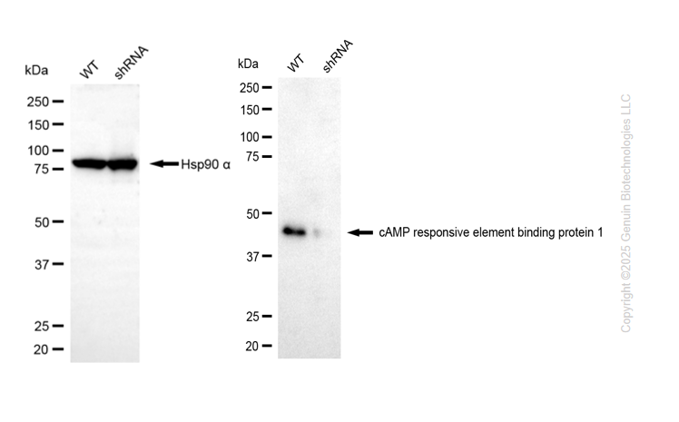 KD-Validated Anti-CREB1 Mouse Monoclonal Antibody ABG2098