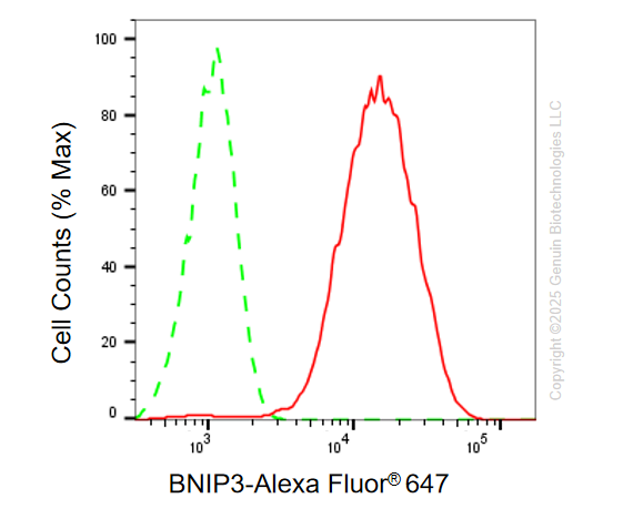 KD-Validated Anti-BNIP3 Rabbit Monoclonal Antibody ABG2099