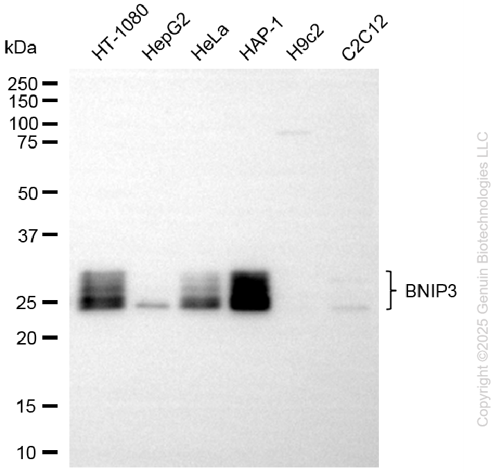 KD-Validated Anti-BNIP3 Rabbit Monoclonal Antibody ABG2099