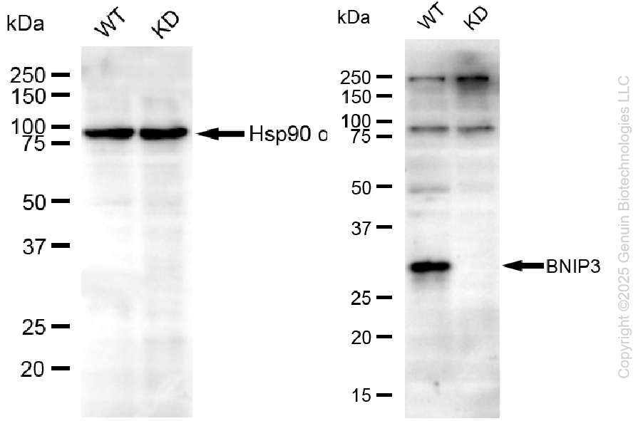 KD-Validated Anti-BNIP3 Rabbit Monoclonal Antibody ABG2099