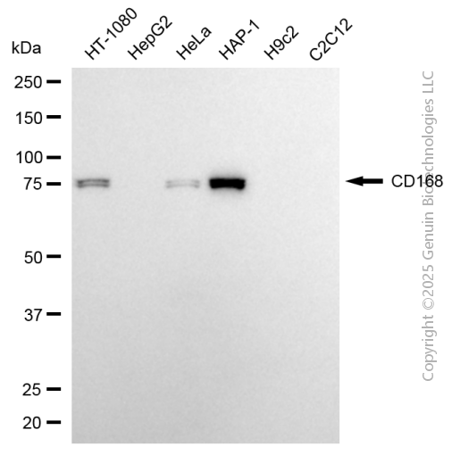 KD-Validated Anti-HMMR Rabbit Monoclonal Antibody ABG2100