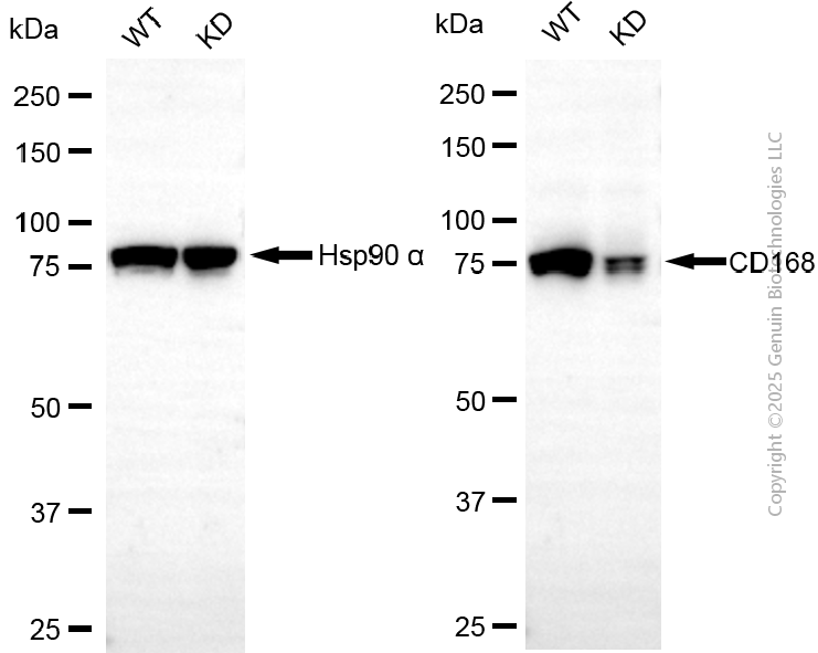 KD-Validated Anti-HMMR Rabbit Monoclonal Antibody ABG2100
