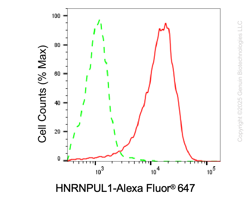 KD-Validated Anti-HNRNPUL1 Rabbit Monoclonal Antibody ABG2101