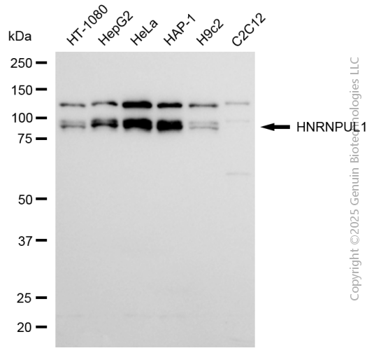 KD-Validated Anti-HNRNPUL1 Rabbit Monoclonal Antibody ABG2101
