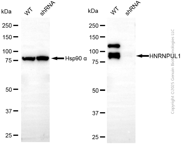KD-Validated Anti-HNRNPUL1 Rabbit Monoclonal Antibody ABG2101
