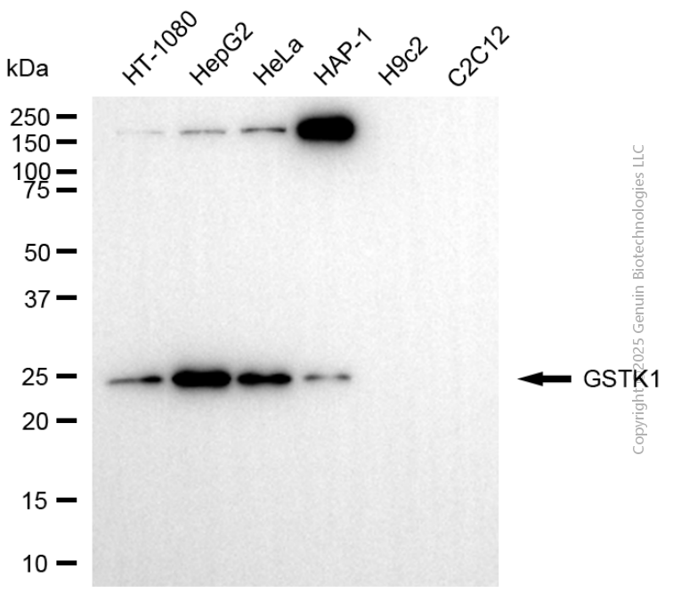 KD-Validated Anti-GSTK1 Rabbit Monoclonal Antibody ABG2102