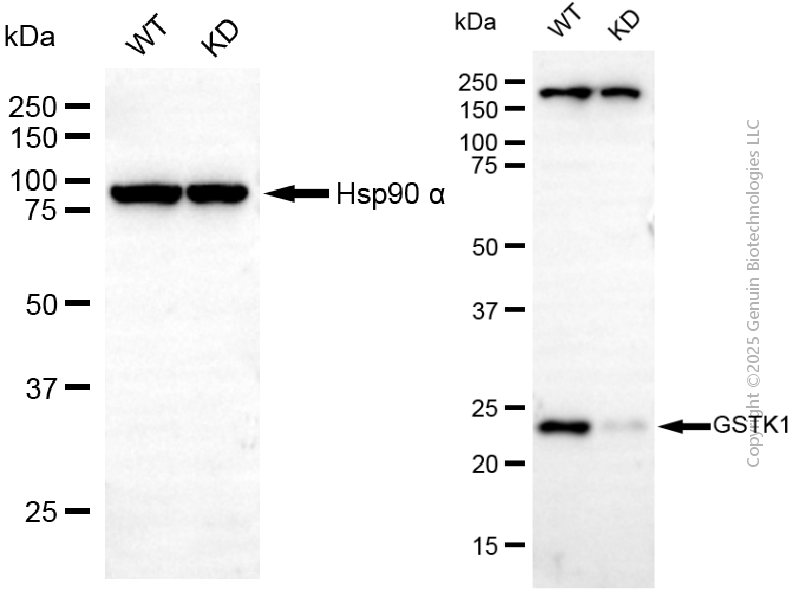 KD-Validated Anti-GSTK1 Rabbit Monoclonal Antibody ABG2102