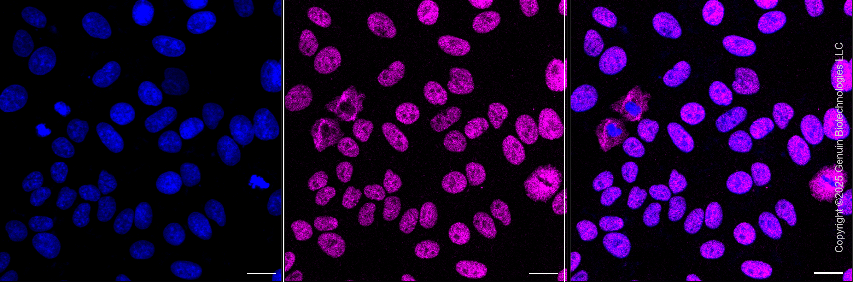 KD-Validated Anti-HNRNPA1L2 Rabbit Monoclonal Antibody ABG2103