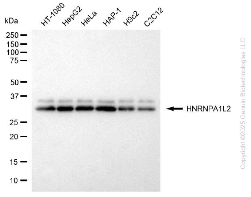 KD-Validated Anti-HNRNPA1L2 Rabbit Monoclonal Antibody ABG2103