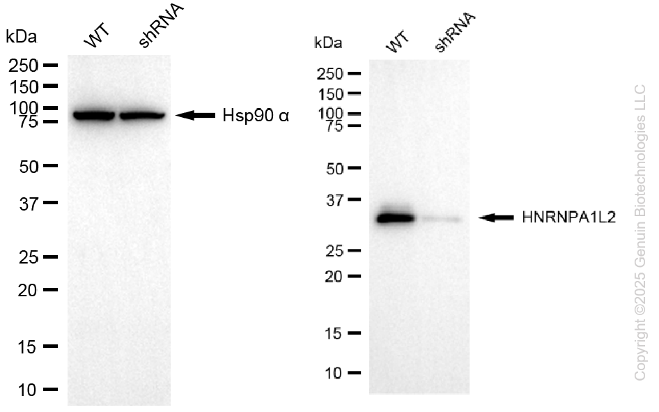 KD-Validated Anti-HNRNPA1L2 Rabbit Monoclonal Antibody ABG2103
