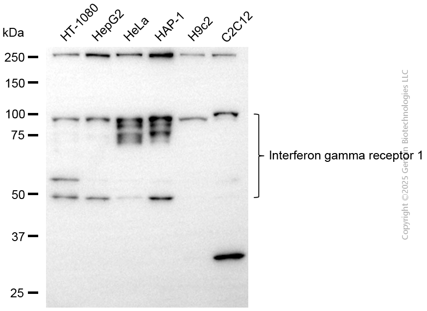 KD-Validated Anti-IFNGR1 Rabbit Monoclonal Antibody ABG2104